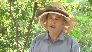 هەنگوینی سرووشتی کوردستان رکابەری هەنگوینەکانی جیهان دەکات