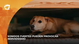 Protect your pets from the noise during these Independence Day celebrations