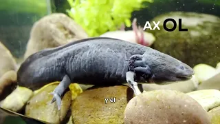 Lake Pátzcuaro Restoration | CEAC