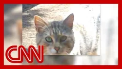 The hunt for 'Nine Lives', New Zealand’s most elusive feral cat | CNN Creators