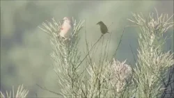 De dag ontwaakt (Natuurlijk! 06-04-2026)