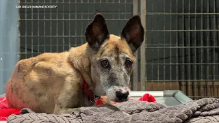 CA animal welfare advocates push for statewide regulations following horrific incidents