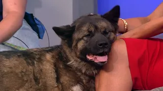 Petline9: 3-year-old Bonnie ready for her forever home