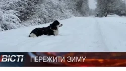Як допомогти безпритульним людям та тваринам перезимувати? Як допомогти безпритульним людям та тваринам перезимувати?