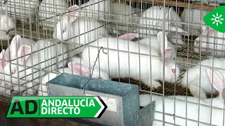 Andalucía Directo | Rabbit farms, in danger of disappearing