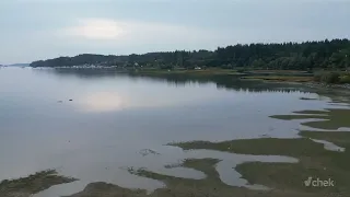Debate grows over Cowichan Bay estuary restoration project