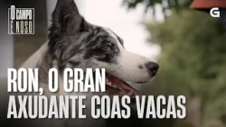 Ron, o CAN que está aprendendo a LEVAR VACAS | O CAMPO É NOSO