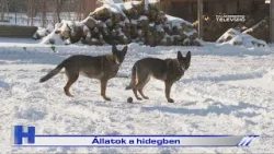 Állatok a hidegben – ZTV Híradó 2026-01-08