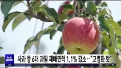 올해 사과 등 6대 과일 재배면적 1.1% 감소..고령화 영향/ 안동MBC