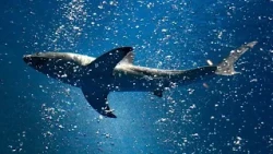 Le requin "perdu" attire plus d'un million de visiteurs en Corée du Sud