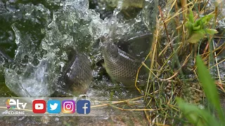40 MILLION CARP PRODUCED IN EDİRNE RELEASED INTO REGIONAL WATERS
