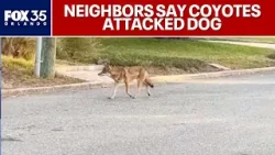 Orlando neighborhood on alert after coyotes attack dog