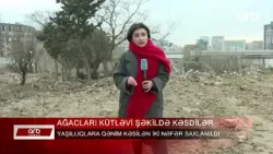 ARB XƏBƏR - Ağacları kütləvi şəkildə kəsdilər - İki nəfər saxlanıldı