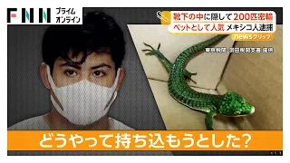 羽田税関職員が靴下からトカゲ発見　靴下22足に絶滅危惧種のトカゲ200匹　ペット人気で密輸か（2026年08月12日）