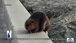 Beaver spotted on Canal Park Lakewalk in Duluth