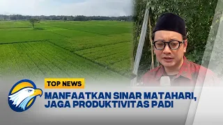 Manfaatkan Sinar Matahari, Petani Jaga Produksi Padi | Top News
