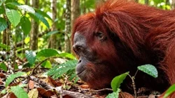Indonézia: az erdőtüzek elől kimentett kilenc orangután visszatér az erdőbe