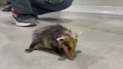 Once animales silvestres han muerto a causa de la pólvora en el Valle de Aburrá - Telemedellín Once animales silvestres han muerto a causa de la pólvora en el Valle de Aburrá - Telemedellín