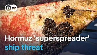 Scientists warn stranded ships could export invasive species worldwide | DW News
