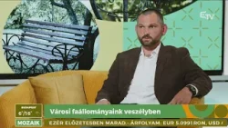 Városi faállományaink veszélyben – Mozaik