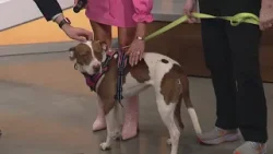 Shelter Sweethearts: Meet Patsy from Best Friends Pet Resource Center