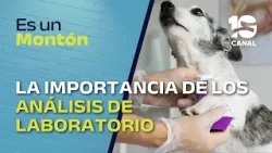 La importancia de los análisis en mascotas | Juan Maffei en ES UN MONTÓN
