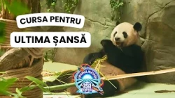 Câte ore doarme pe noapte Cheloo. Concurentul Asia Express tânjește după rutina urșilor panda