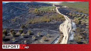 Dogjën 500 ha ullishte, 15 objekte, numri 2 i policisë Fier:41 të arrestuar për zjarret e qëllimshme