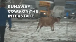 Watch as people try to catch runaway cattle on the interstate Watch as people try to catch runaway cattle on the interstate