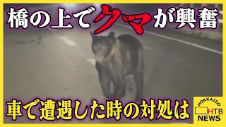 運転中に橋の上で興奮"クマ"がよだれ垂らしてウロウロ　突然の遭遇に取るべき行動は？