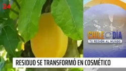 From Waste to Cosmetics: The Incredible Use of Chilean Papaya in La Serena