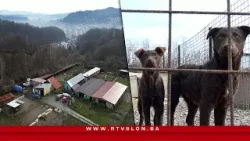 Više od 250 pasa u neizvjesnosti: Azil „Nirina“ čeka institucionalnu pomoć - 3.2.2026.