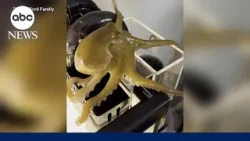 Father and son go viral after their pet octopus gives birth to 50 babies