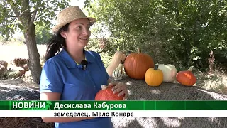 Експерименти с нови сортове тиква в Мало Конаре