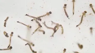 Clearwater releases mosquito-eating fish amid rise in dengue cases