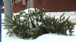 Elkezdődött a fenyőfák szállítása