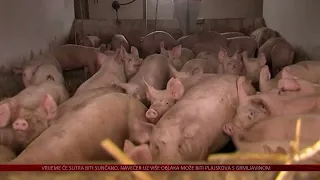 Osnovana Hrvatska sektorska organizacija za svinjsko meso