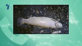 Помор на риби во Треска каков што не се памети