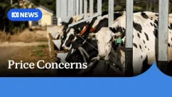 Milk prices may need to increase to cover soaring fuel and fertiliser costs | ABC NEWS