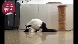 得意動物彩蛋1號《香港故事—尾巴會說話》