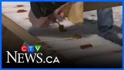 Sault Ste. Marie to host prestigious international maple syrup conference