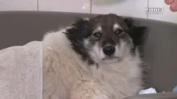 Морози, голод та холод: як в Рівному рятують безпритульних тварин