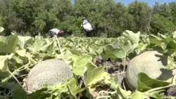 Hechos del Agro - Cosecha de melón