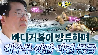 #황종우 해양수산부 장관도 눈을 떼지 못한 순간 바다로 돌아간 #바다거북 11마리… “잘 가, 꼭 다시 만나자”  몇 번을 밀려나도 다시 앞으로 바다거북의 도전. #명벤져스