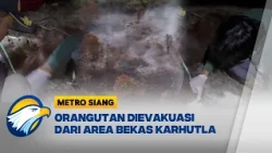 Orangutan Dievakuasi dari Bekas Karhutla, Taman Nasional Tanjung Puting Terancam - [Metro Siang]