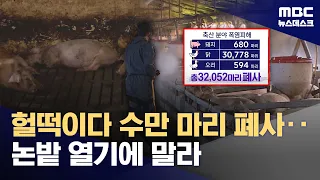 Tens of Thousands of Livestock Dead from Heat Stress; Fields Drying Up (08/02/2026/News Desk/MBC)