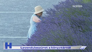 Levendulaszüret a könyvtárnál – ZTV Híradó 2026-06-26