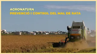 🌾🐀 La Fe and AVA-ASAJA join forces to curb the "rat disease" spike in Albufera