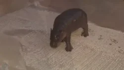 Check out the baby pigmy hippo exhibit at Wildlife World Zoo