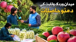 زما هېواد؛ سږ کال د ميدان وردګو مڼو ښه حاصلات ورکړي